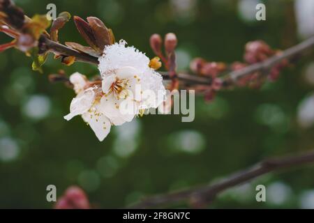 Detail of plum blossoms covered with snow and ice during springtime, which is a risk for crop failure, Austria Stock Photo