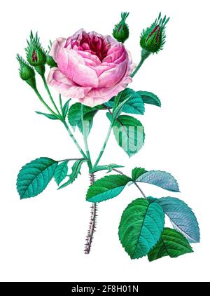 Columbus Queen Light Pink Rosebud, Original Botanical Watercolor Painting,  Printable Download 