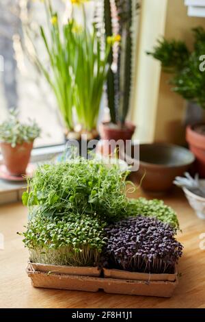 Microgreens growing in tray on wooden surface at home Stock Photo
