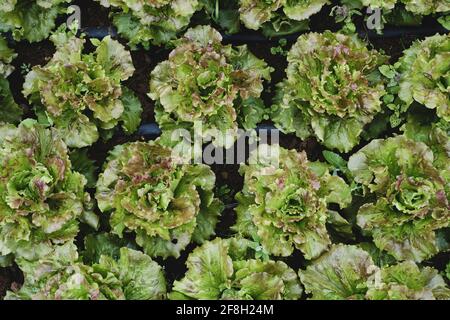High angle close up of green lettuce. Stock Photo