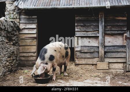 Gloucester Old Spot sow outside a sty, feeding from bowl. Stock Photo