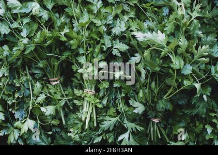 High angle close up of bunches of freshly picked flat leaf parsley. Stock Photo