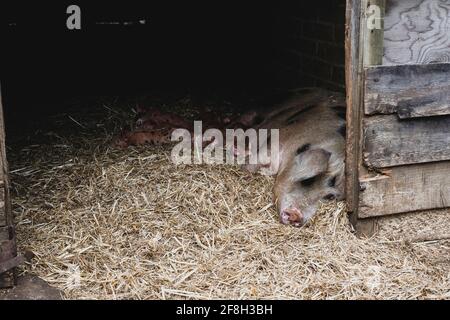 Gloucester Old Spot sow and piglets lying on straw in a sty. Stock Photo