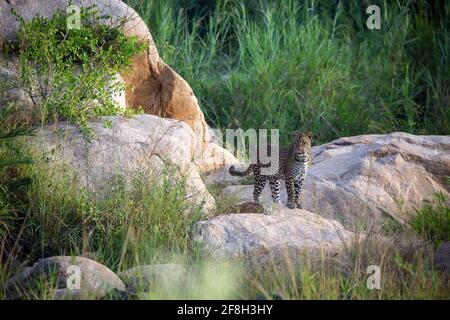 A leopard, Panthera pardus, walks across some boulders in a riverbed, greenery in background. Stock Photo