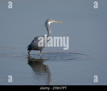 A beautiful Western Reef Heron (Egretta gularis), fishing in the shallow waters at the Ras Al Khor in Dubai, United Arab Emirates. Stock Photo