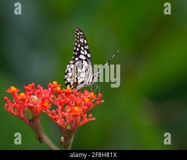 A pretty Lime butterfly (Papilio demoleus), resting on some red flowers in the garden at Mangalore in Karnataka, India. Stock Photo