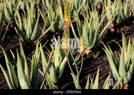 Aloe Vera field near Orzola, Lanzarote, Canary Islands, Spain Stock Photo -  Alamy