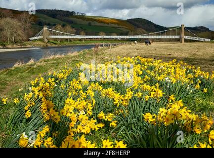 Gattonside Suspension or Chain Bridge in spring with daffodils blooming in the foreground. Stock Photo