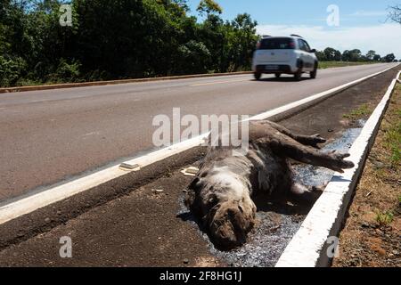 Sad scene of dead South American tapir, Tapirus terrestris, run over, killed by vehicle on the road. Wild animal roadkill in the amazon rainforest. Stock Photo