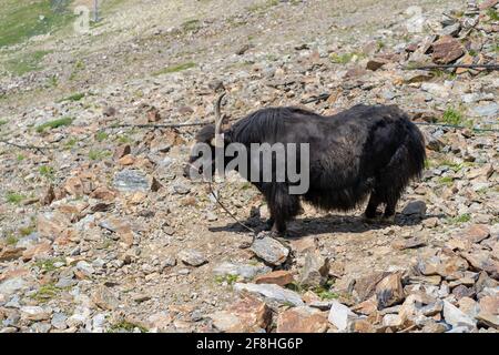 Close up of yak in mountainous terrain. Mountain animal chews, standing on slope in summertime Stock Photo