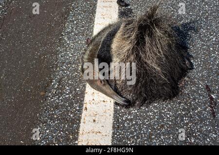 Dead giant anteater, Myrmecophaga tridactyla, run over, killed by vehicle on the road. Wild animal roadkill in the amazon rainforest, Brazil. Stock Photo