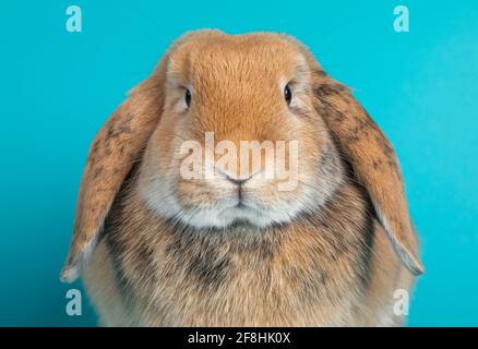 Head shot of brown lop ear rabbit, isolated on a turquoise background Stock Photo