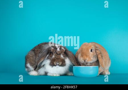 Two lop eared rabbits sitting together by a blue ceramic fod bowl. Isolated on a turquoise blue background Stock Photo