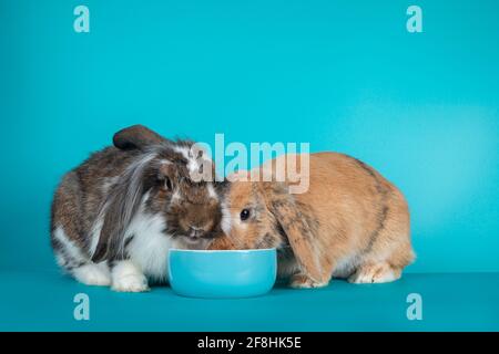 Two lop eared rabbits sitting together by a blue ceramic fod bowl. Isolated on a turquoise blue background Stock Photo