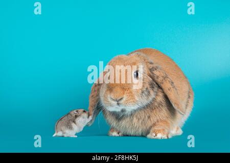 Cute hamster touching lop ear rabbits ear. Isolated on a white background. Stock Photo