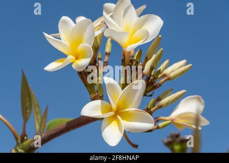 Beautiful white and yellow flowers (Plumeria) or Frangipani on bright blue sky. Stock Photo