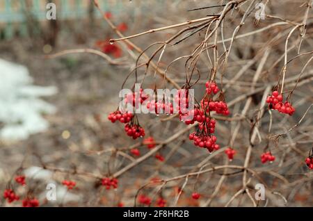 red rowan on a gray background. Winter berries on a branch. Favorite delicacy of birds. macro shooting of red berries Stock Photo