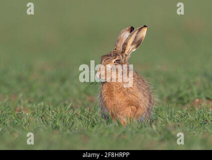 Caught in the Act  - Close up of a Brown Hare (Lepus europaeus) helping himself to  the farmers growing wheat crop , Suffolk, UK Stock Photo