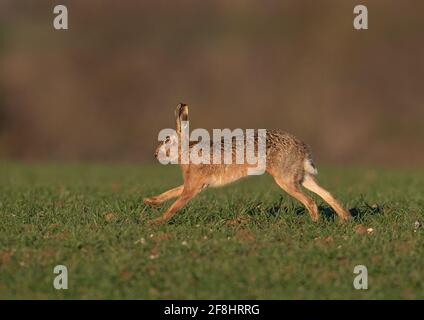A brown hare ( Lepus europaeus ) sprinting across the farmers field , with a lovely glow of golden sunlight on him . Suffolk,  UK Stock Photo