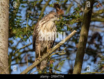 An adult Common Buzzard perched in a tree with a natural woodland background - Suffolk, UK Stock Photo