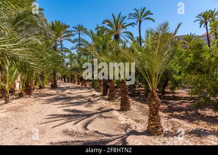 Palm groves at the palm museum of Elche, Spain Stock Photo