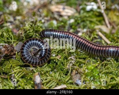 Julidae Millipedes close up macro detail on green moss Stock Photo