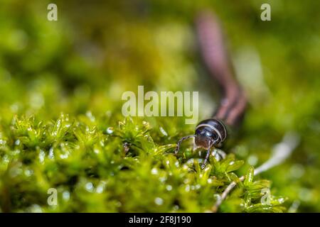 Julidae Millipedes close up macro detail on green moss Stock Photo