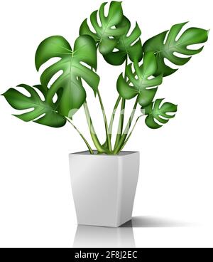 3d realistic vector floor house green plant. Isolated on white illustration icon in white pot. Stock Vector