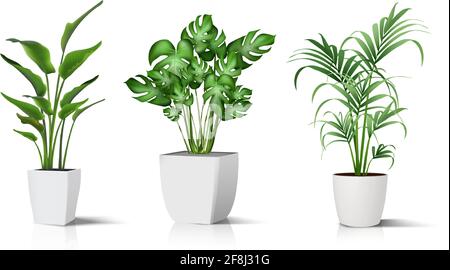 Collection of 3d realistic vector icon illustration potted plants for the interior. Isolated on white background. Stock Vector