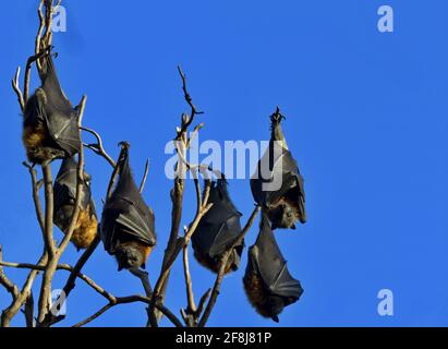 Flying fox bats wrapped in leathery wings at rookery at Yarra Bend Park near Melbourne in Victoria, Australia. Recent climate change and regional extr Stock Photo