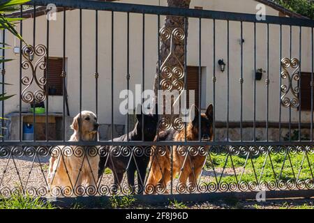 Three dogs guarding a house behind iron bars Stock Photo