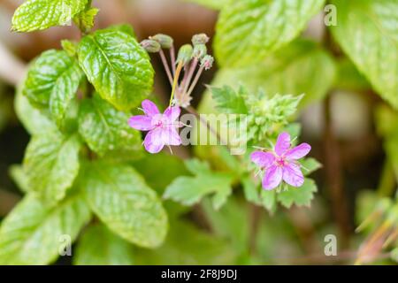 Erodium SP. is a genus of flowering plants in the botanical family Geraniaceae. Geranium SP. is a genus of annual, biennial, and perennial plants that Stock Photo