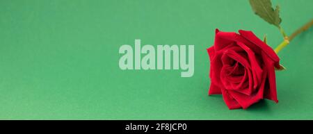 banner with red rose on green background with space for your text. soft focus Stock Photo