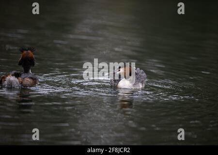 Great crested Gerbe feeding young on water Stock Photo