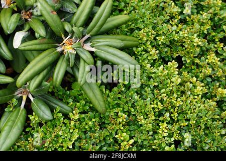 Top view of boxwood and dicotyledonous plants Stock Photo - Alamy