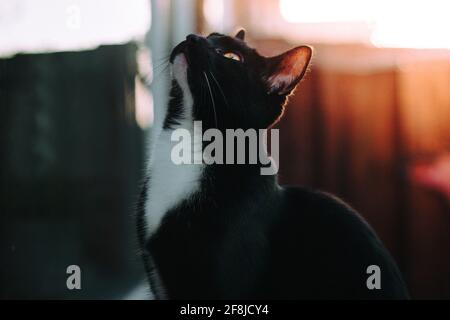 Close-Up of a black and white cat sitting on a window sill looking up Stock Photo