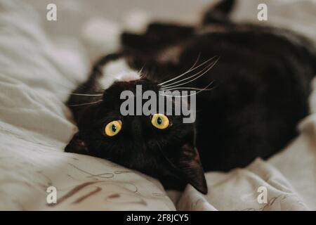 Close-Up of a black cat lying on its back on a bed Stock Photo