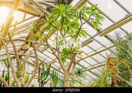 Pachypodium succulents in greenhouse tropical arid zones Stock Photo