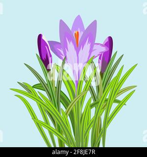 Vector illustration of three crocus flowers. Crocus with buds and flower with petals and stems around on the sides. Vector illustration isolated on li Stock Vector