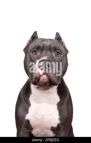 A portrait of the head of a purebred American Bully or Bulldog male with cropped ears isolated on a white background Stock Photo