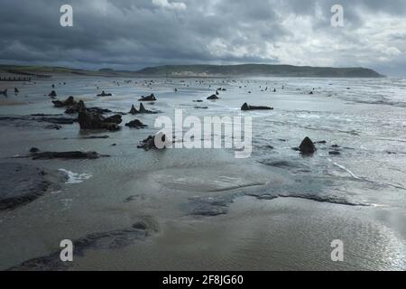 Petrified ancient forest,  Borth Beach, Mid Wales at low tide. Stock Photo