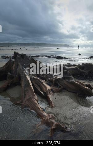 Petrified ancient forest,  Borth Beach, Mid Wales at low tide. Stock Photo