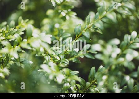Myrtle plant, Myrtus communis background, used in aromatherapy Stock Photo