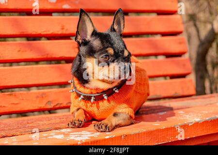 Portrait of a cute purebred chihuahua. Chihuahua in an orange sweater and in a black spiked collar. Stock Photo