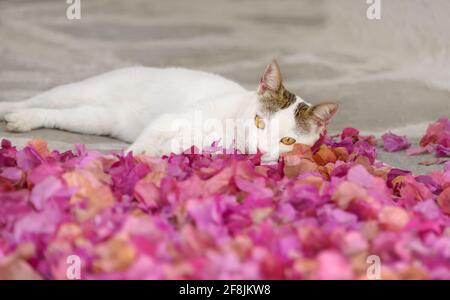 Cute young white lazy cat resting in pink colored Bougainvillea flower petals on the ground of a street, Cyclades, Greece Stock Photo