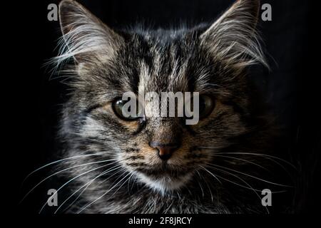 Norwegian forest cat Stock Photo