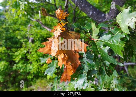 Oak tree on Rattlesnake Mountain in Rumney, New Hampshire. Stock Photo