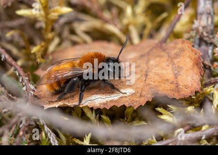 Tawny mining bee (Andrena fulva) female, Surrey, UK, during April or Spring Stock Photo