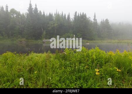 Wetlands along the Presidential Recreational Rail Trail, east of the Pinkham B Road (Dolly Copp Road) crossing in Randolph, New Hampshire on a foggy s Stock Photo
