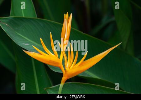 Unusual tropical flower Heliconia or false bird-of-paradise flower Stock Photo